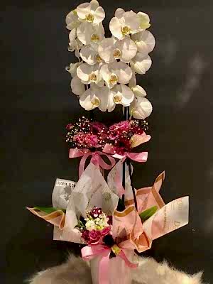 Beyaz Orkide İthal 1