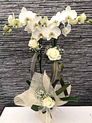 Orkide Beyaz İthal