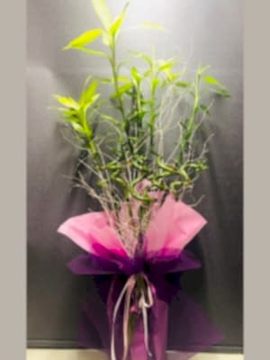 Şans Bambusu 5 Adet