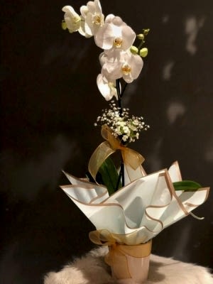 Tek Dal Beyaz Orkide