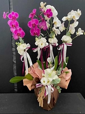 Yerli Mor,Beyaz Orkide