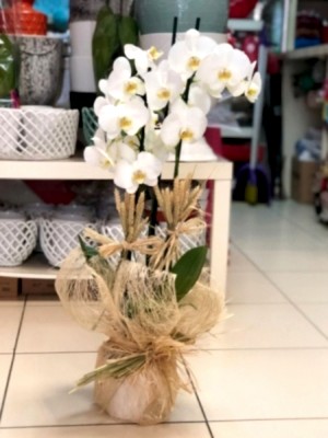 Orkide Çiftdal Beyaz