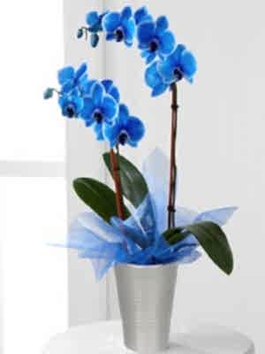 Mavi Orkide Yerli
