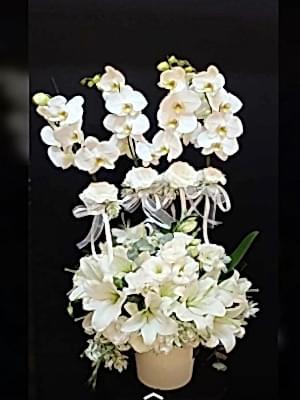 Özel Tasarım Orkide