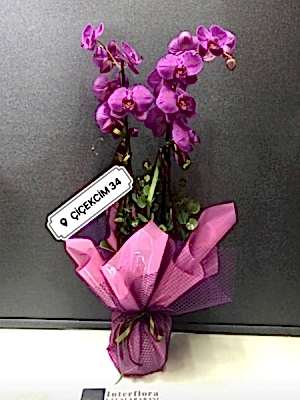 Mor Orkide 2 li