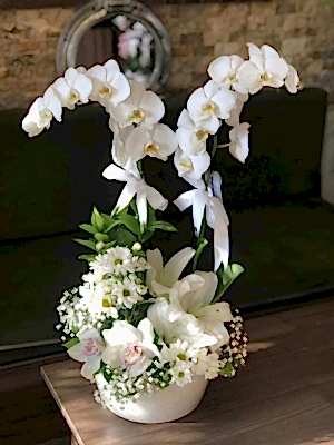 Aranjman Orkide 1
