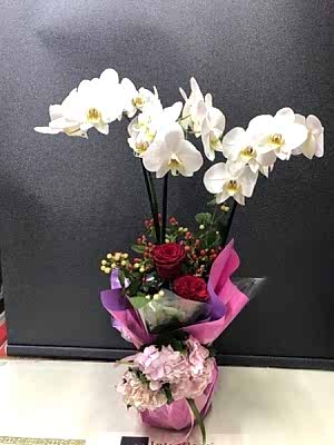 Orkide Beyaz 2