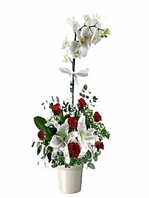 Vazoda Orkide Aranjman 