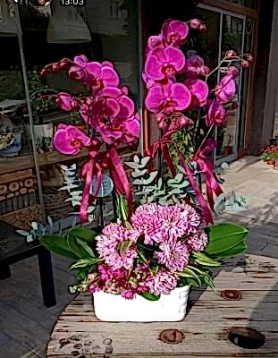 Mor Orkide Aranjman