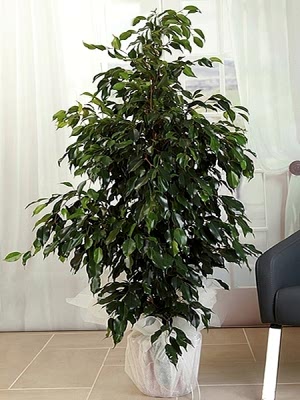 Benjamin Büyük Boy