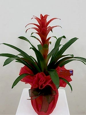 Guzmanya Saksı Çiçeği