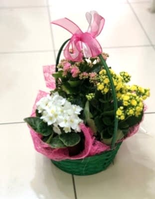 Kalanşo Çiçeği 3lü