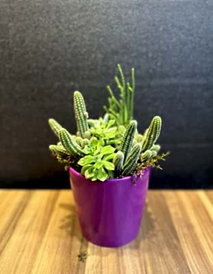 Seramik Vazoda Scullent