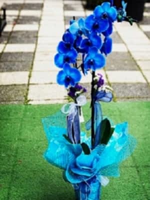 Mavi Orkide Çift Dal
