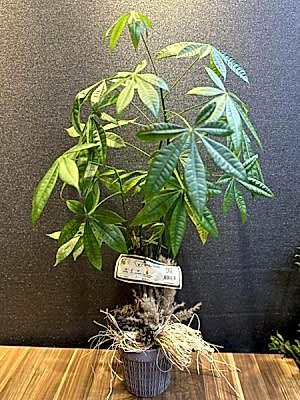 Paçhira Çiçeği Büyük Boy