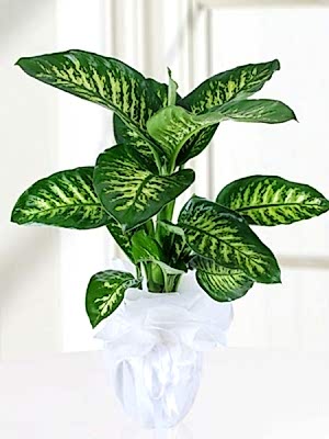 Dieffenbachia (Difenbahya)