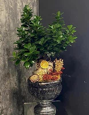 Bonsai Çiçeği