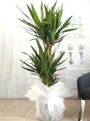 2 Köklü Yuca Büyük Boy