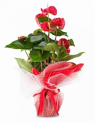 Antoryum Saksı Çiçeği