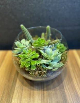 Cam fanusta  Teraryum 2