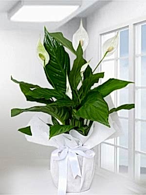 Spatifilyum Büyük Boy