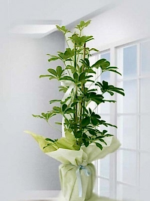 Şeflera ( Schefflera)